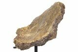 Fossil Hadrosaur Vertebra Section w/ Metal Stand - South Dakota #339910-1